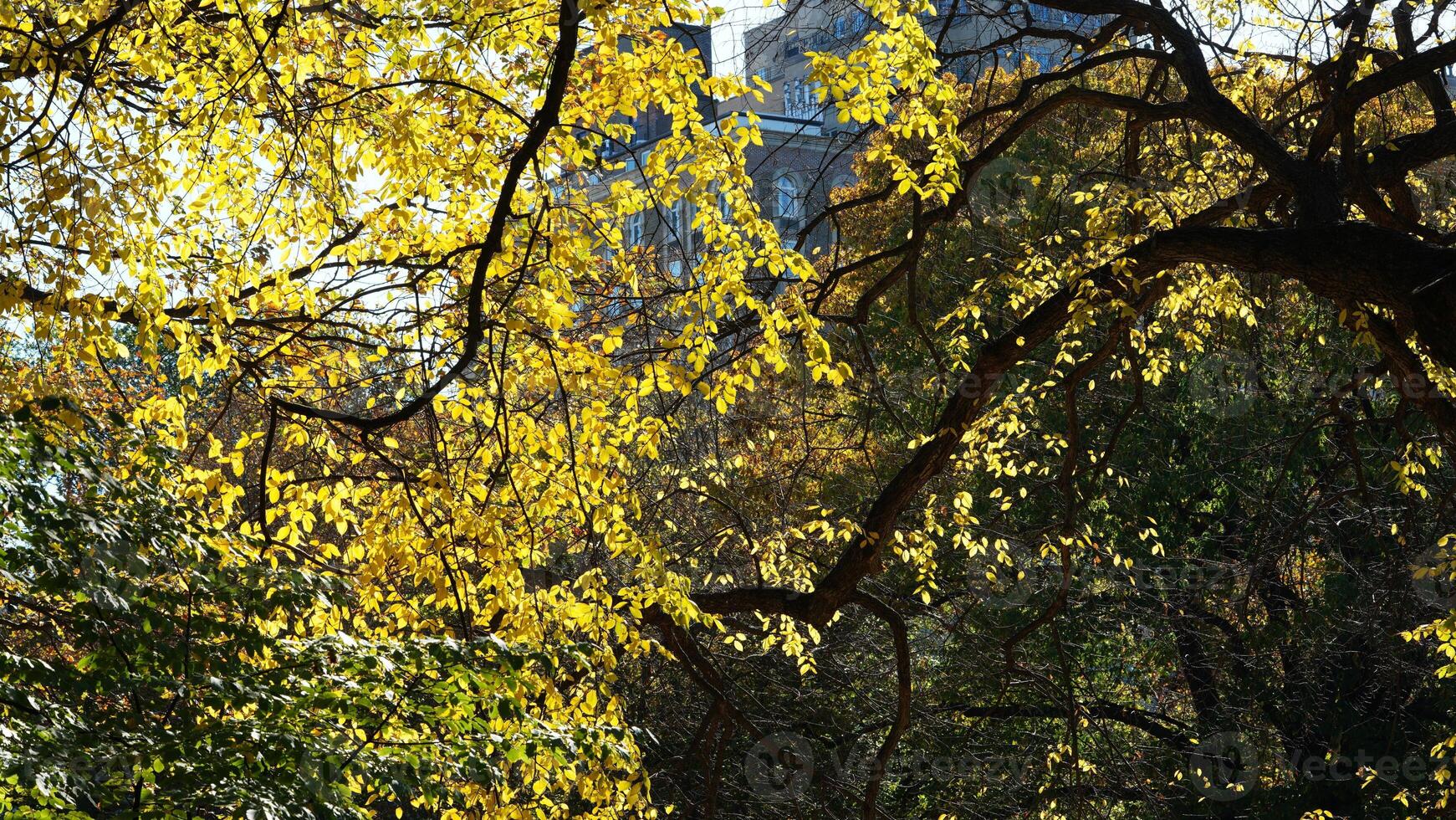 The beautiful central park autumn landscape with the colorful trees in New York photo