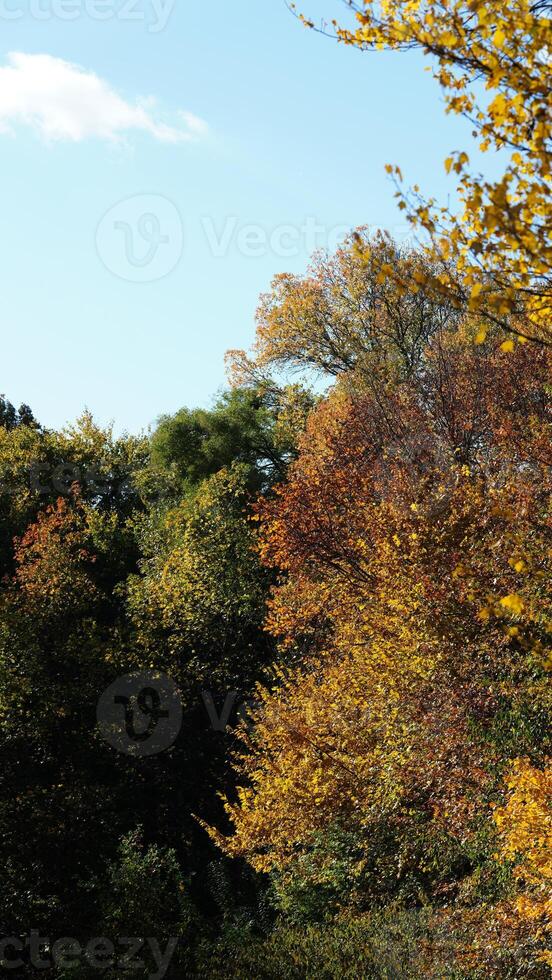 The beautiful central park autumn landscape with the colorful trees in New York photo