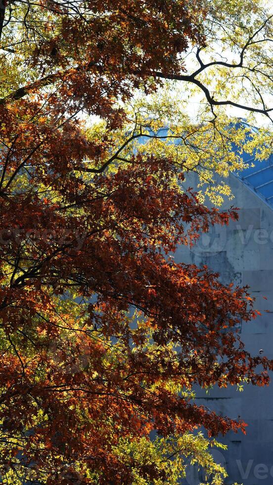 The beautiful central park autumn landscape with the colorful trees in New York photo