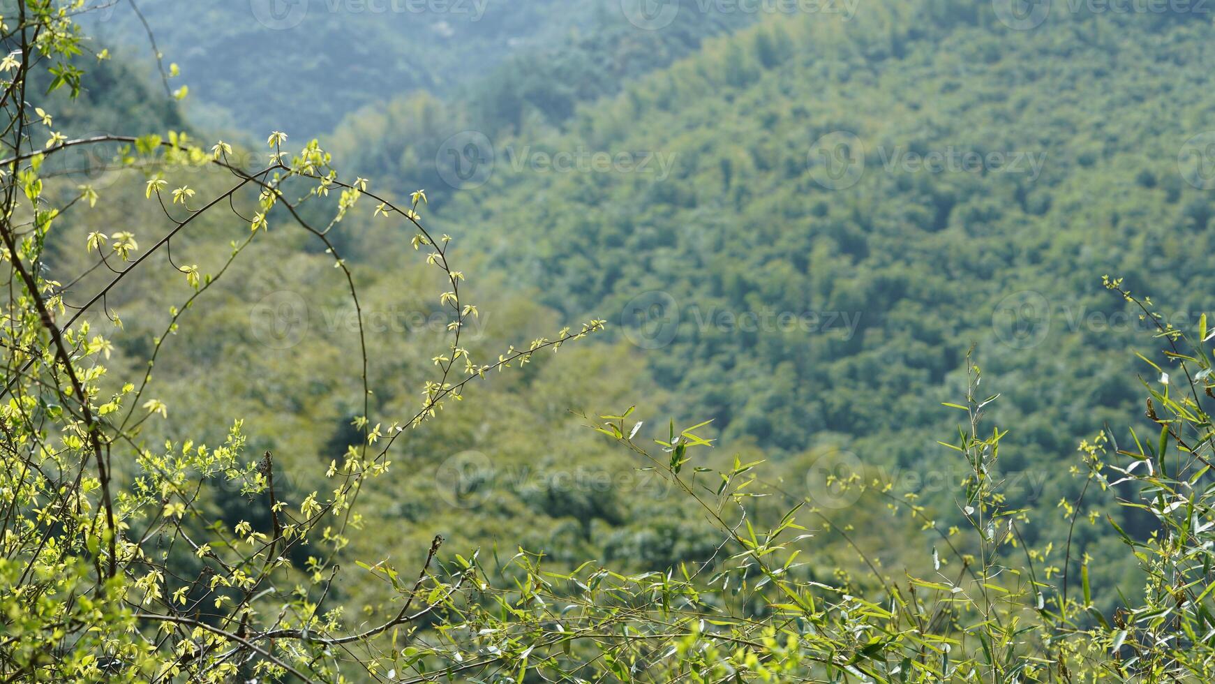 The beautiful mountains landscapes with the green bamboo forests as background in the countryside of the China photo