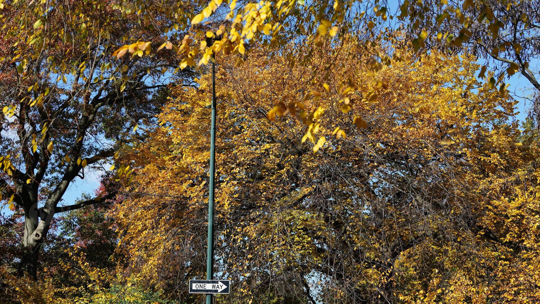 The beautiful central park autumn landscape with the colorful trees in New York photo