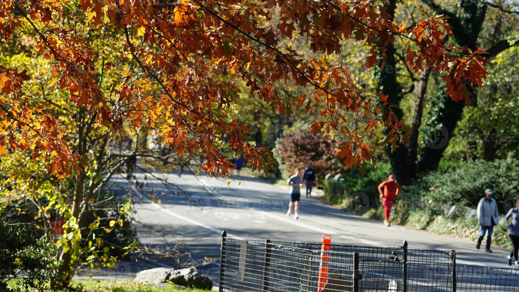 The beautiful central park autumn landscape with the colorful trees in New York photo