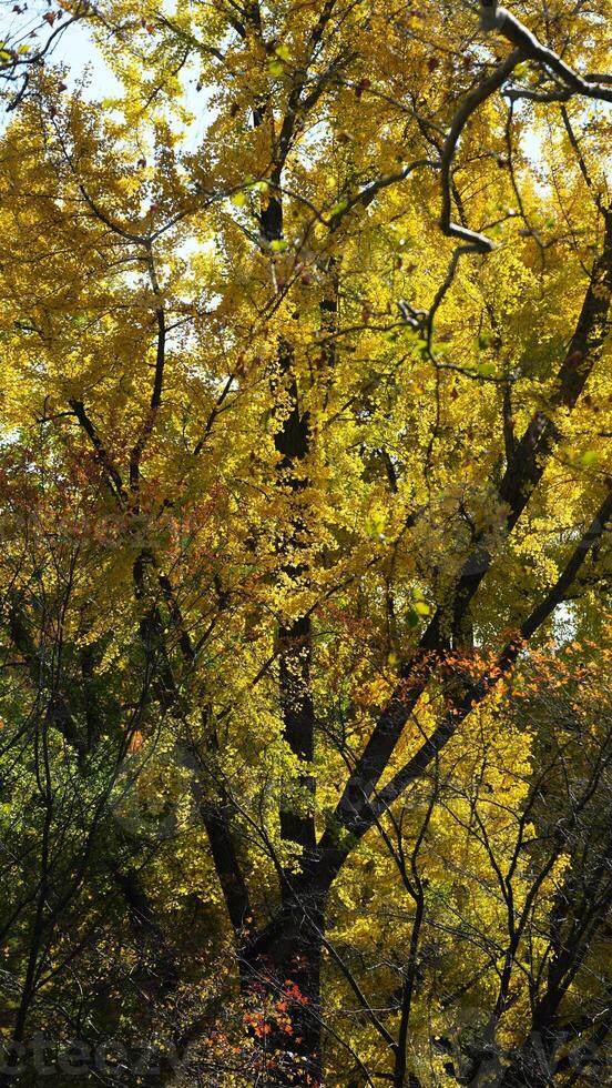 The beautiful central park autumn landscape with the colorful trees in New York photo