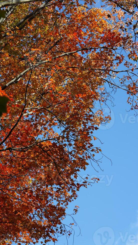 The beautiful central park autumn landscape with the colorful trees in New York photo