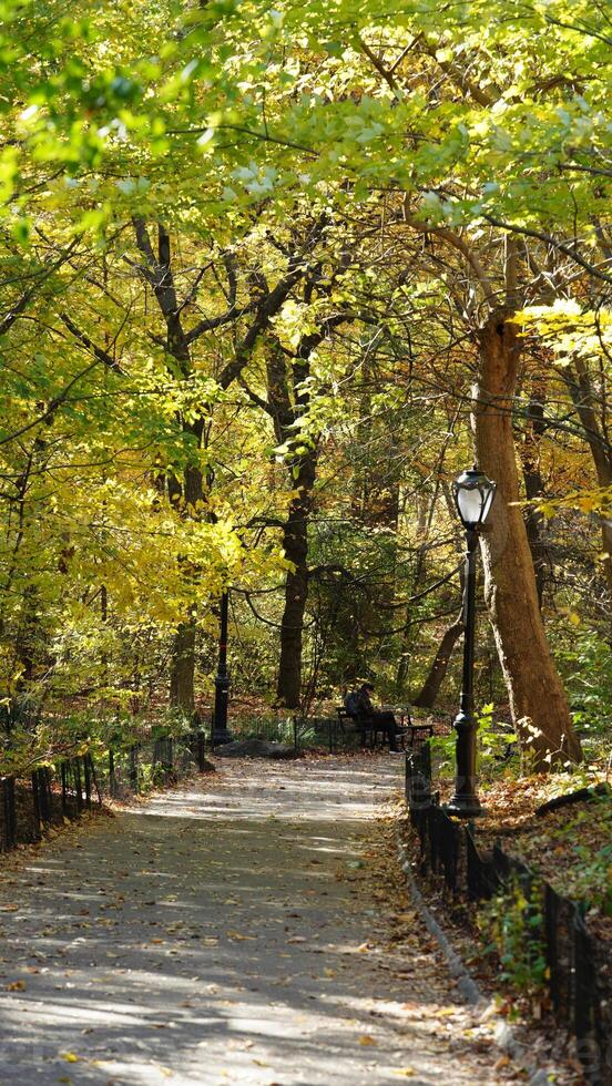 The beautiful central park autumn landscape with the colorful trees in New York photo