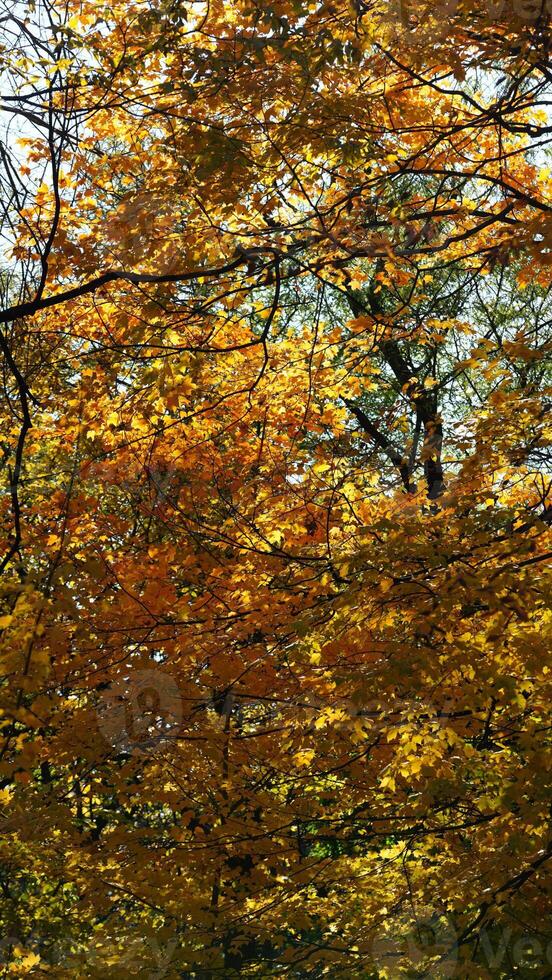The beautiful central park autumn landscape with the colorful trees in New York photo