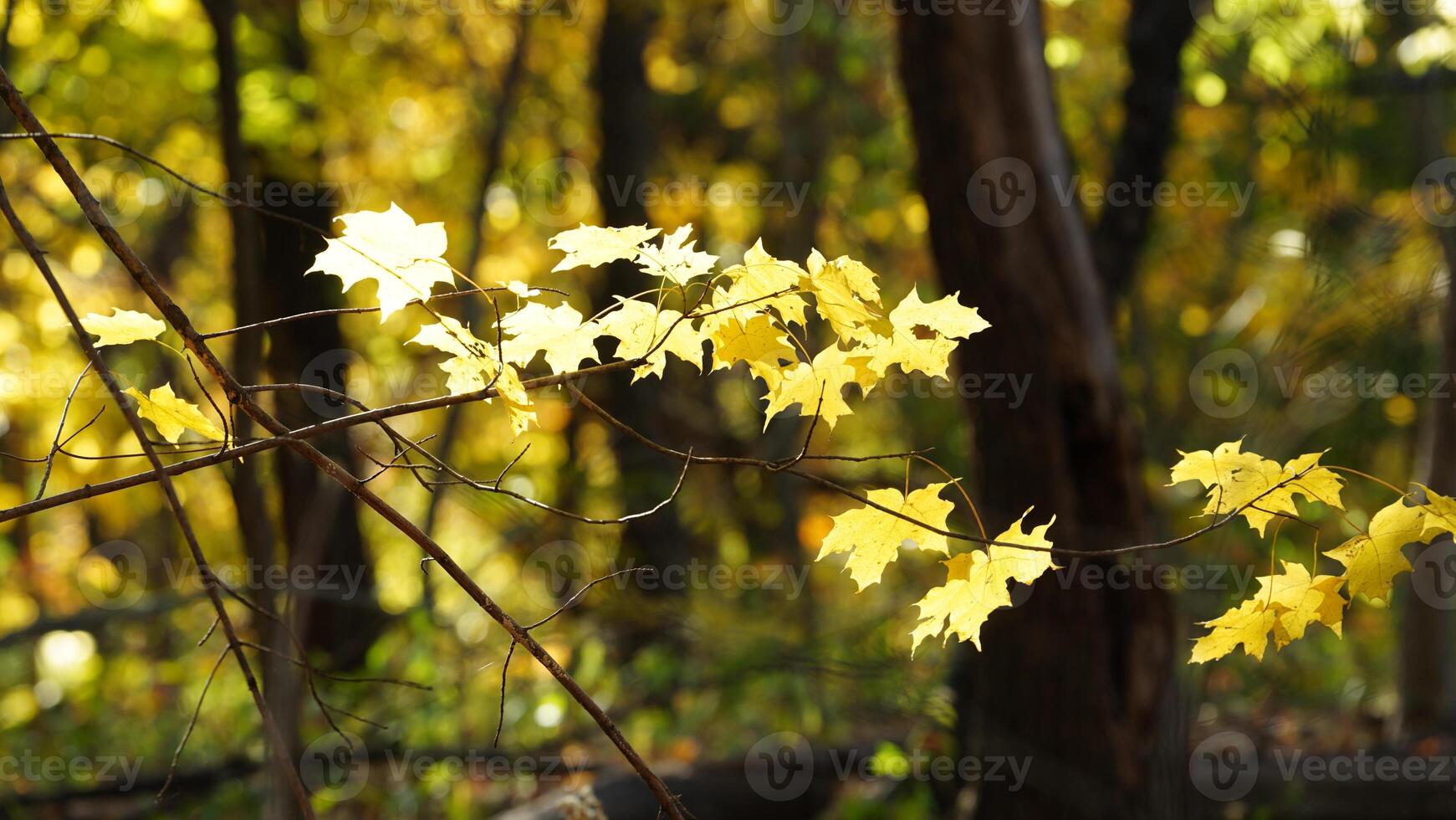 The beautiful central park autumn landscape with the colorful trees in New York photo
