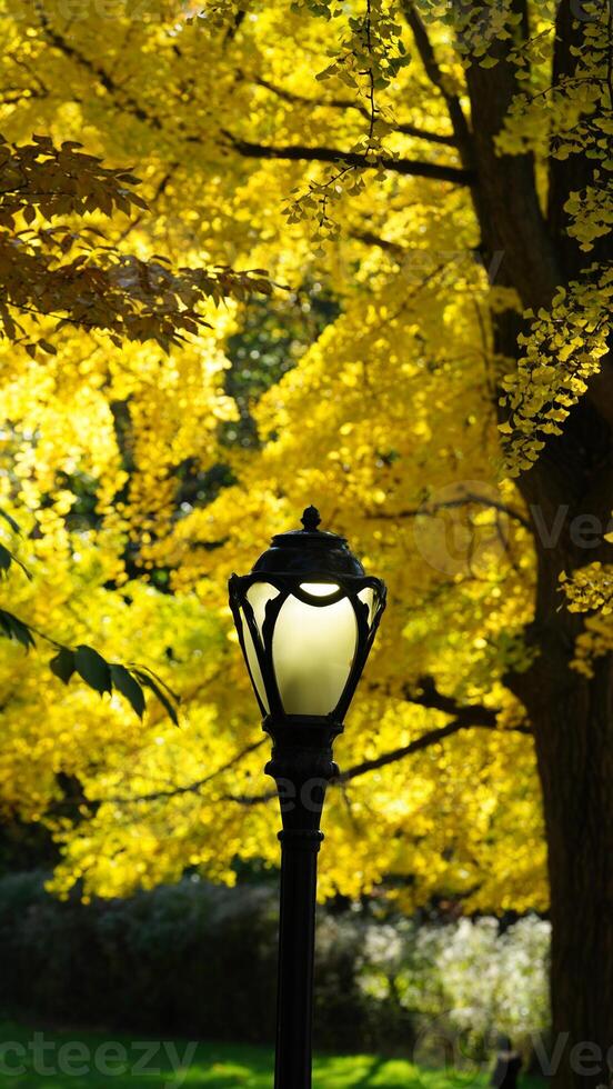 The beautiful central park autumn landscape with the colorful trees in New York photo