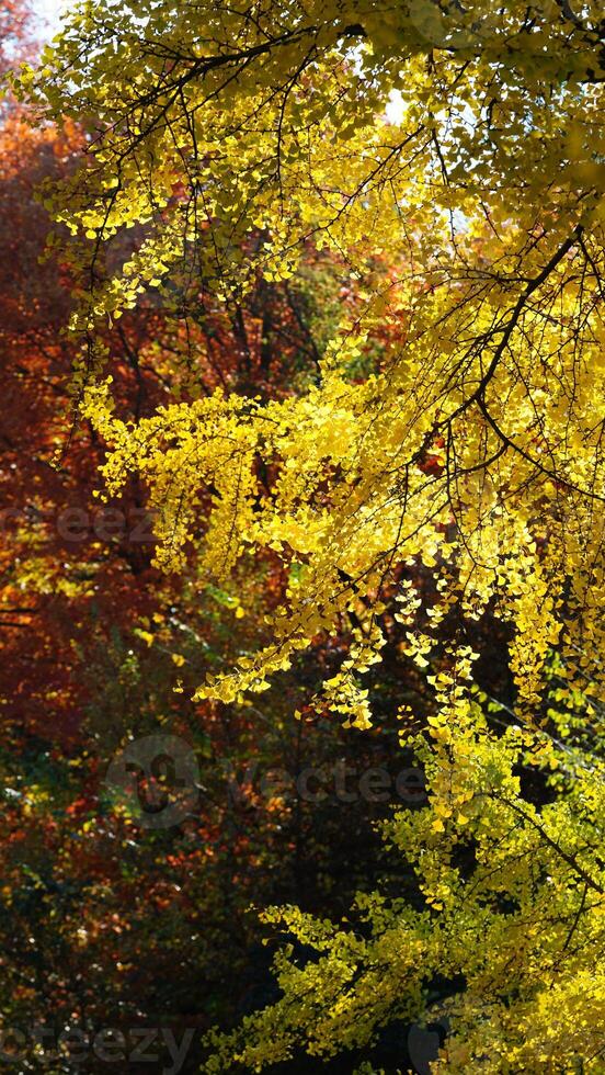The beautiful central park autumn landscape with the colorful trees in New York photo
