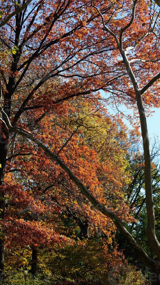 The beautiful central park autumn landscape with the colorful trees in New York photo