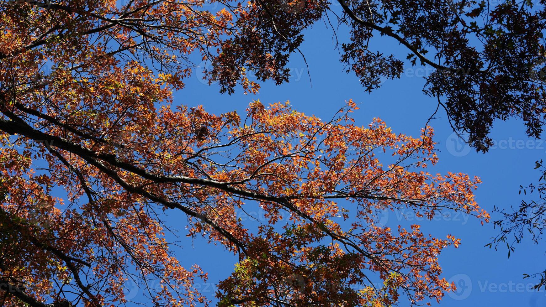 The beautiful central park autumn landscape with the colorful trees in New York photo