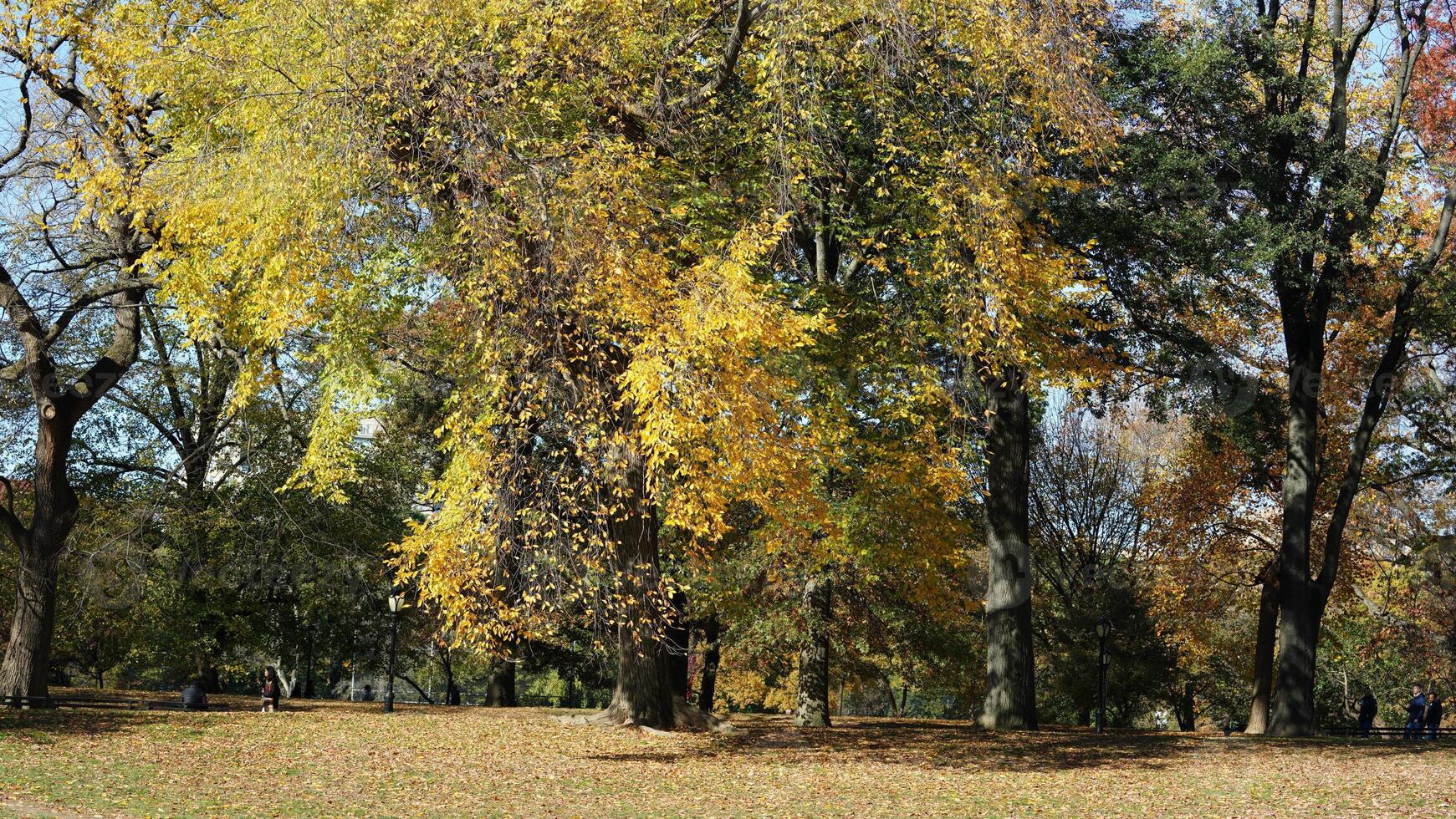 The beautiful central park autumn landscape with the colorful trees in New York photo