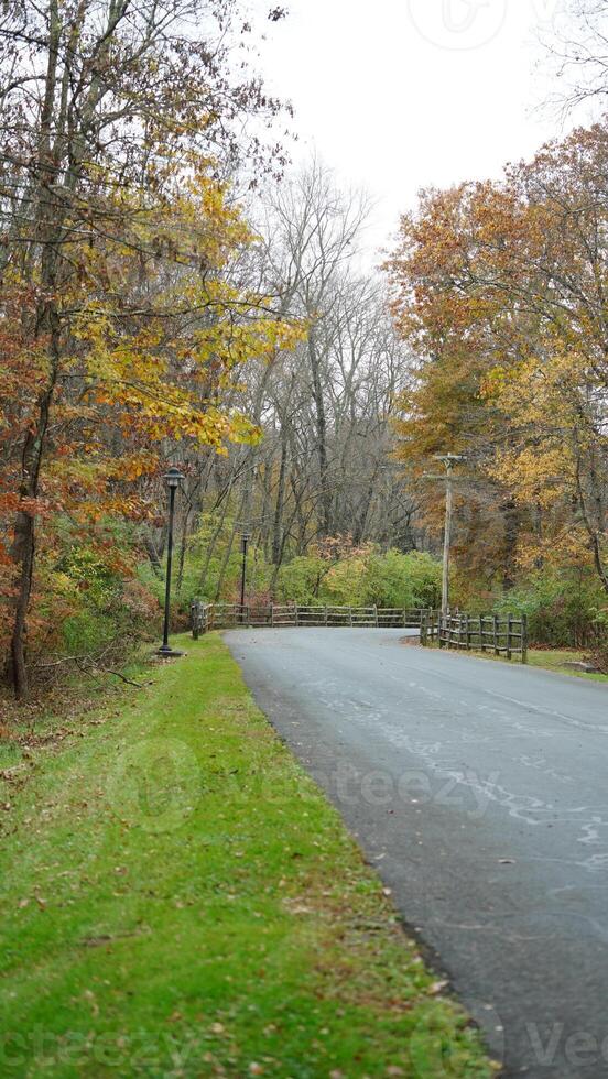 The colorful forest view in the natural park in autumn photo