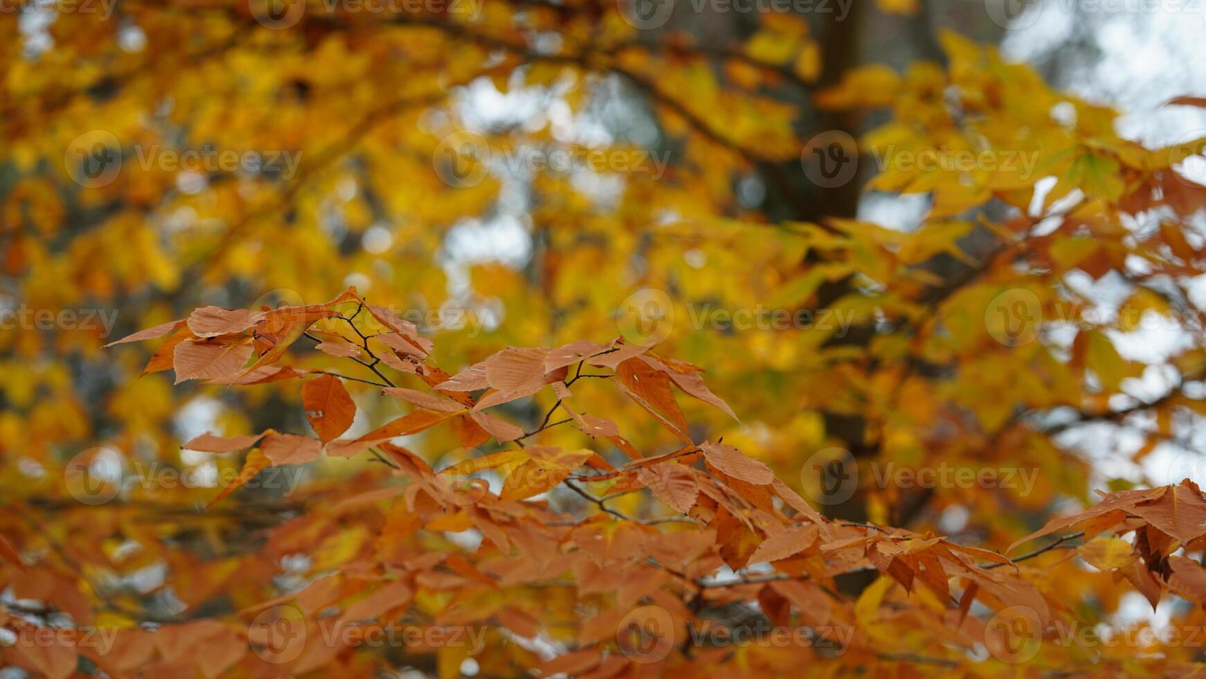 The colorful forest view in the natural park in autumn photo