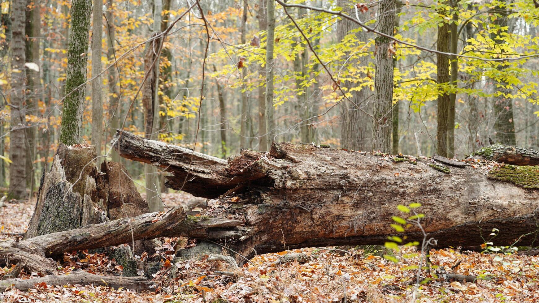 The colorful forest view in the natural park in autumn photo