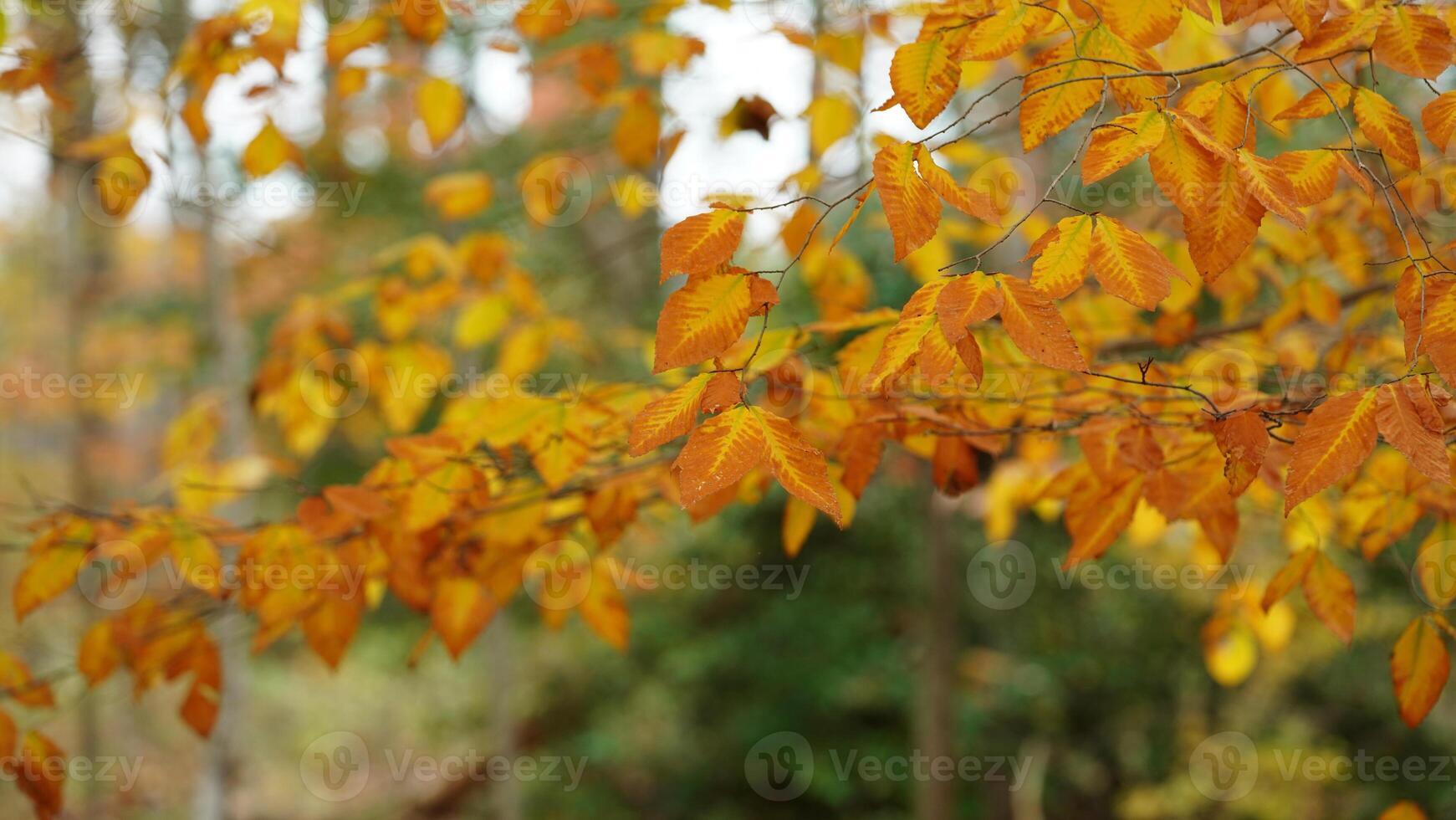 The colorful forest view in the natural park in autumn photo