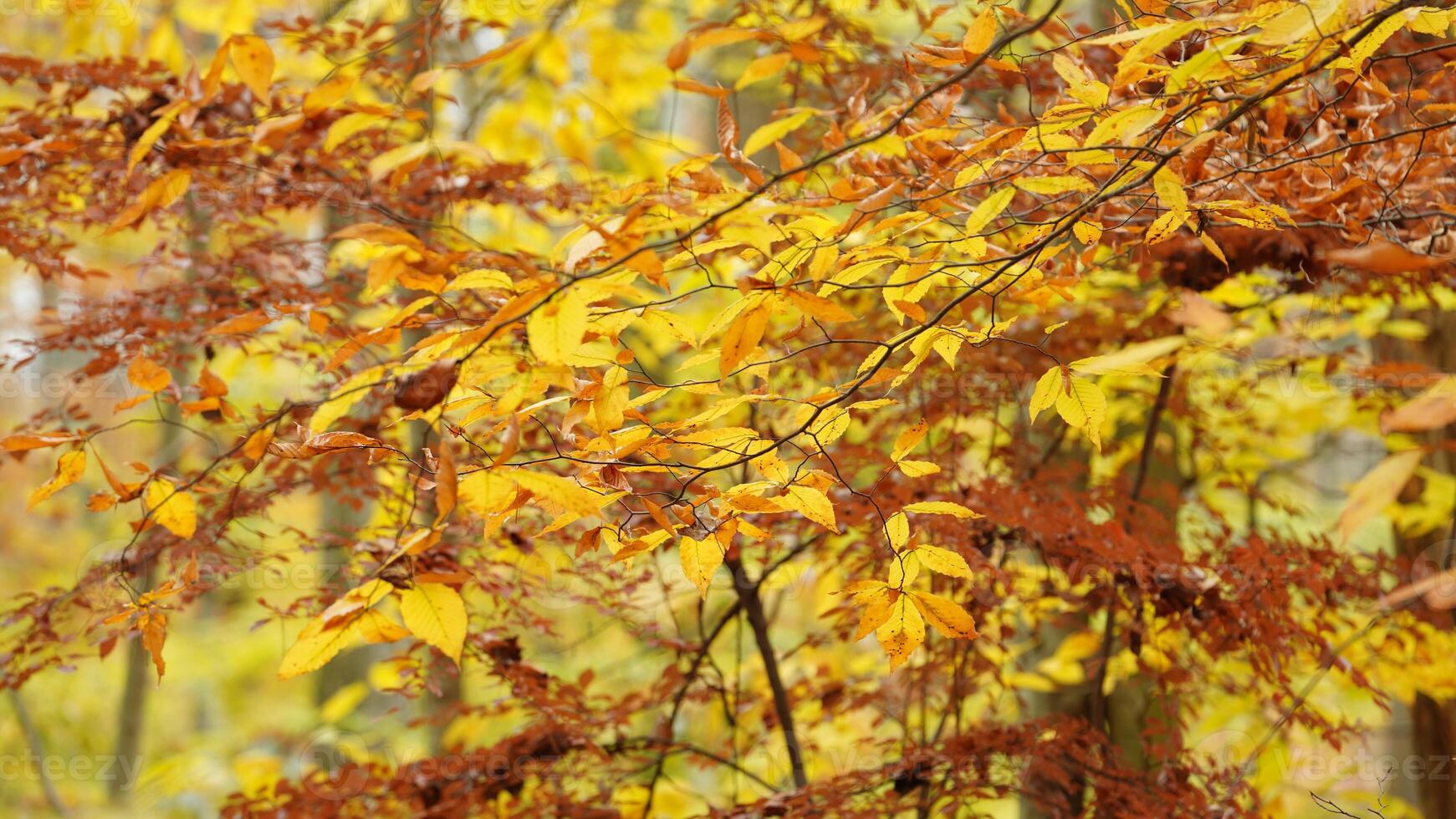 The colorful forest view in the natural park in autumn photo