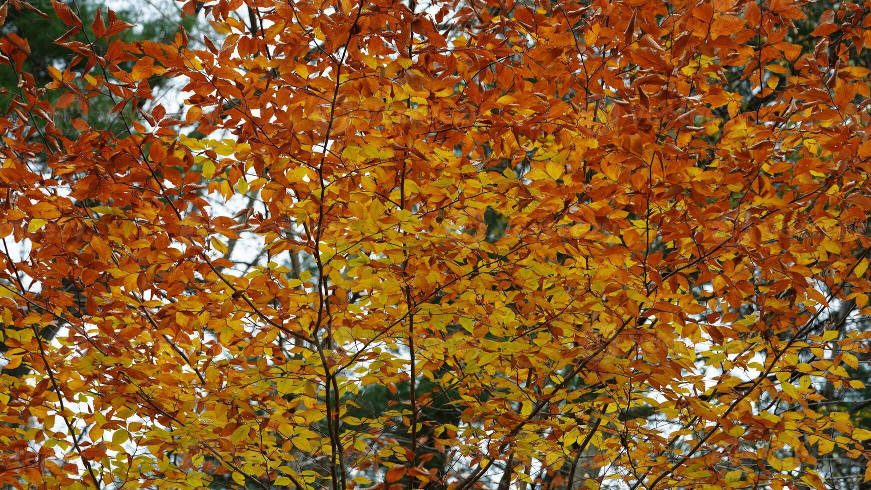 The colorful forest view in the natural park in autumn photo