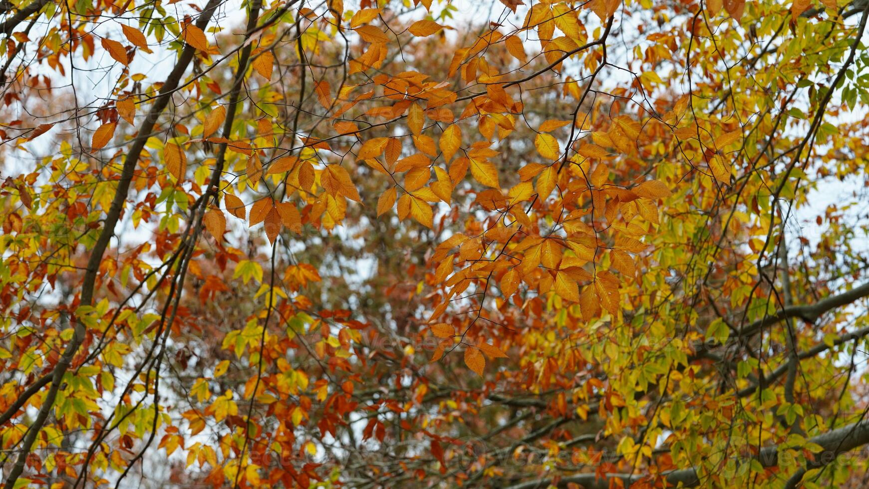 The colorful forest view in the natural park in autumn photo