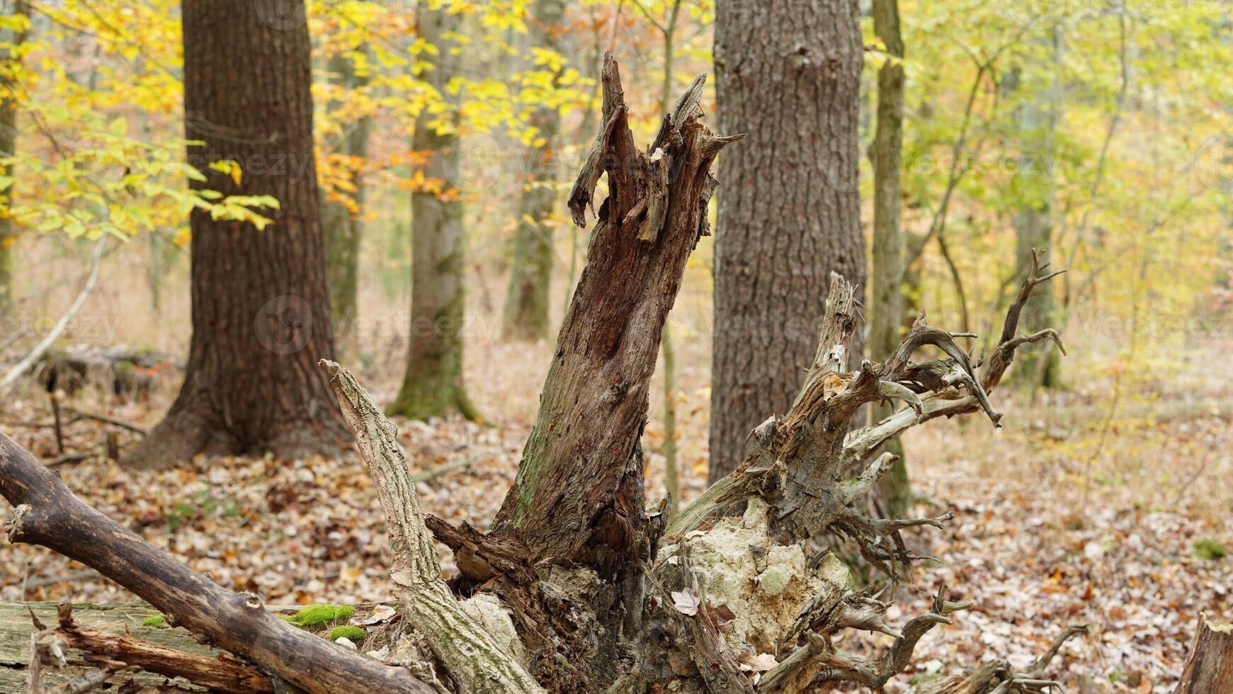 The colorful forest view in the natural park in autumn photo