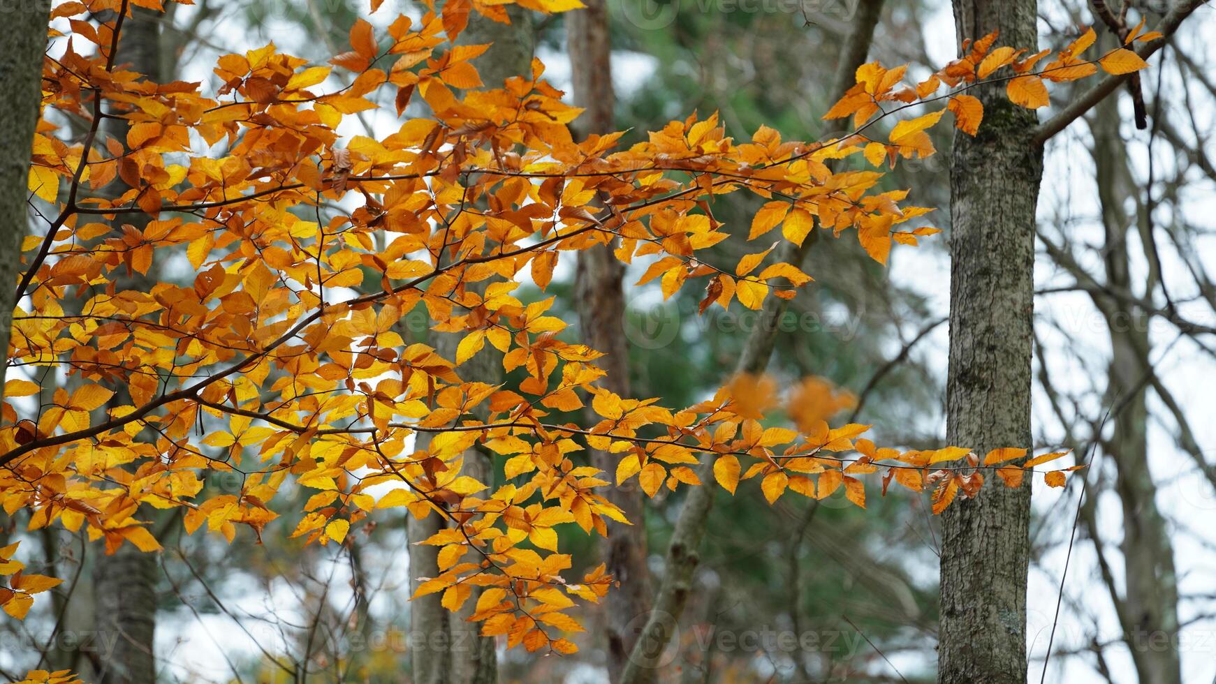 The colorful forest view in the natural park in autumn photo