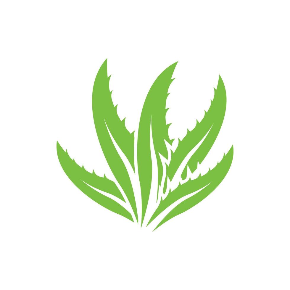 Aloe Vera logo icon design symbol beauty vector