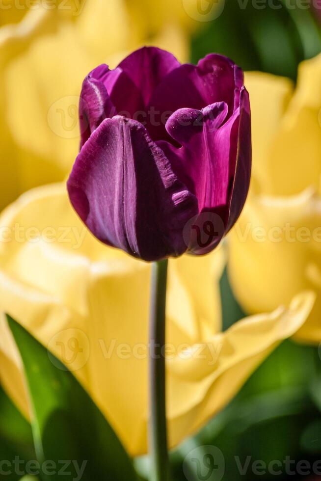 Close up of a single purple tulip in full bloom with yellow tulips blurred in the background, in Istanbul, Turkey. photo