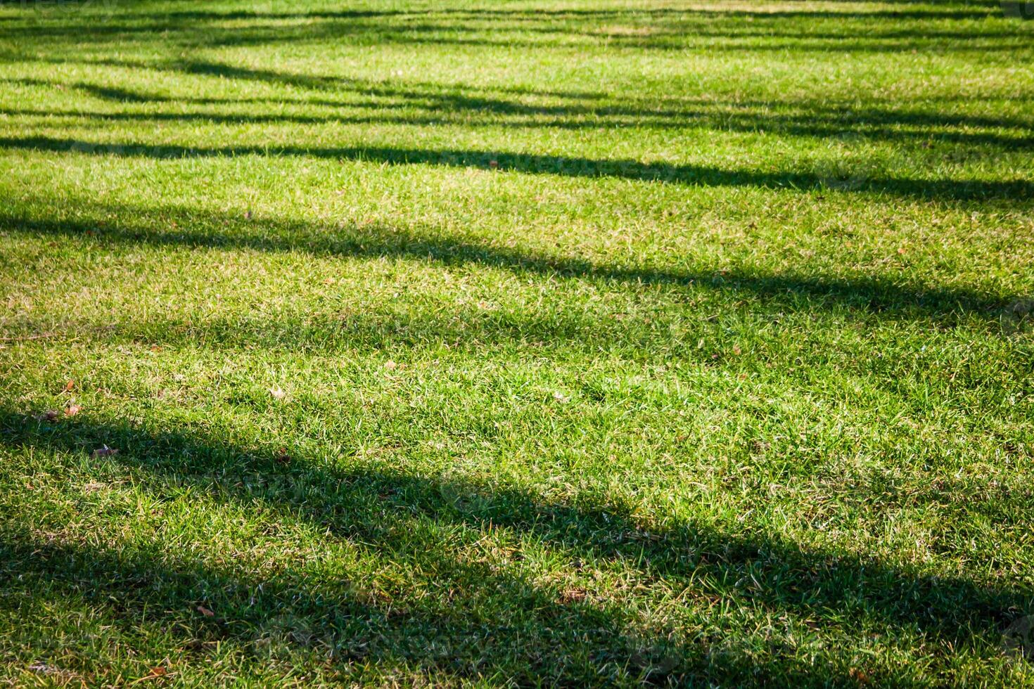Well maintained grassy lawn with long shadows cast by trees, suggesting a sunny day, with lush and green grass, indicating good health and care. photo