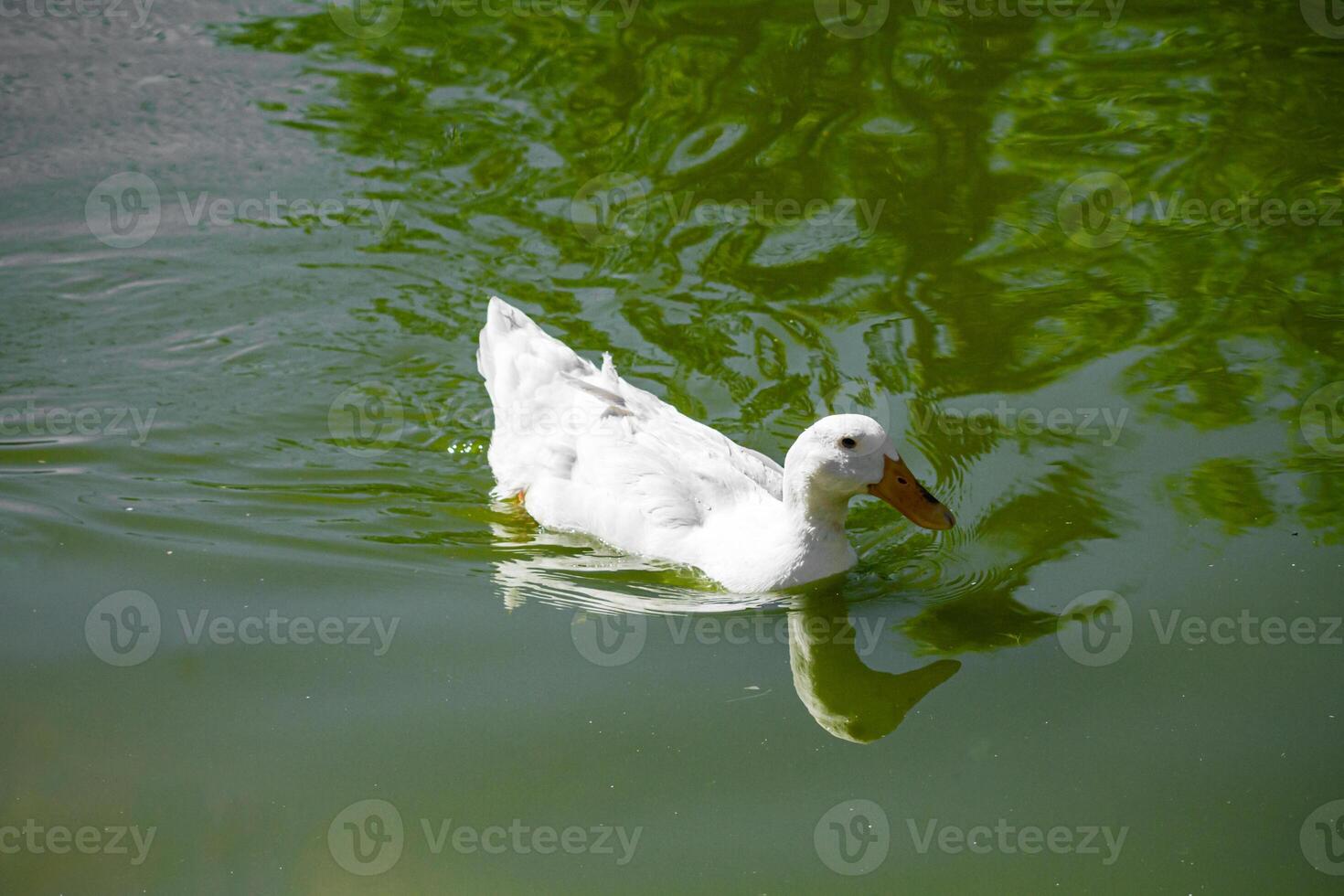 White duck swimming in a green pond with reflections of trees on the water surface. photo