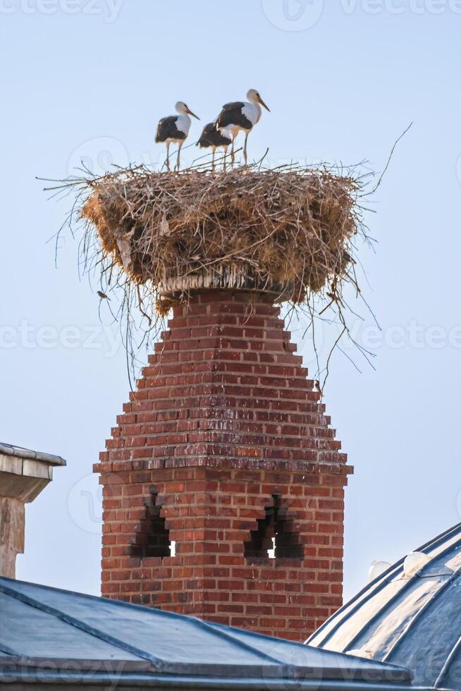 Storks standing on a large nest made of twigs and branches, situated on top of a red brick chimney. photo