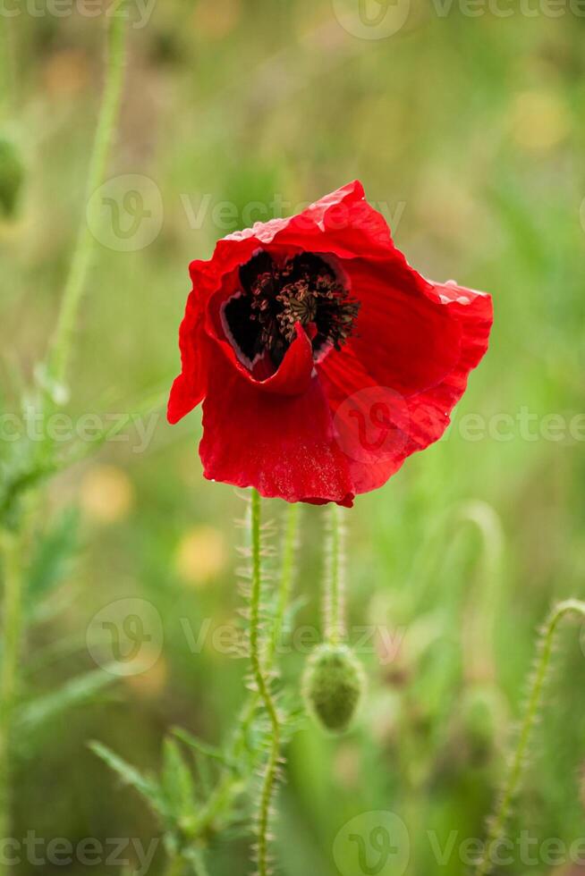 Vibrant red poppies in a green field, with one flower in sharp focus and the background blurred. photo