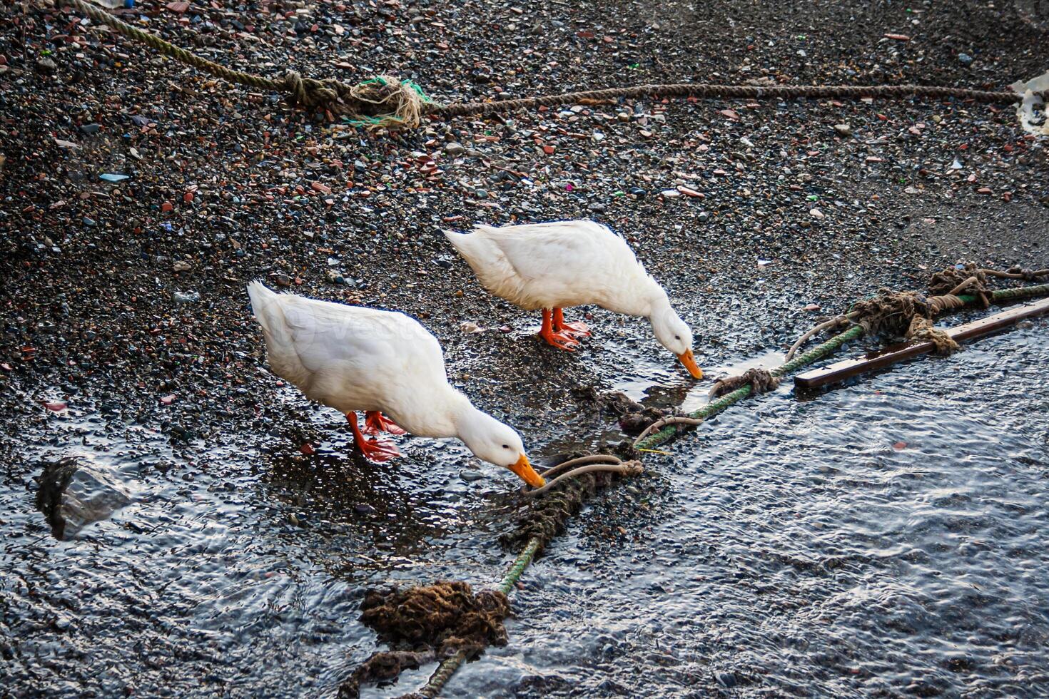 Two white ducks pecking at ropes on a rocky shore near the sea water, in Istanbul, Turkey. photo