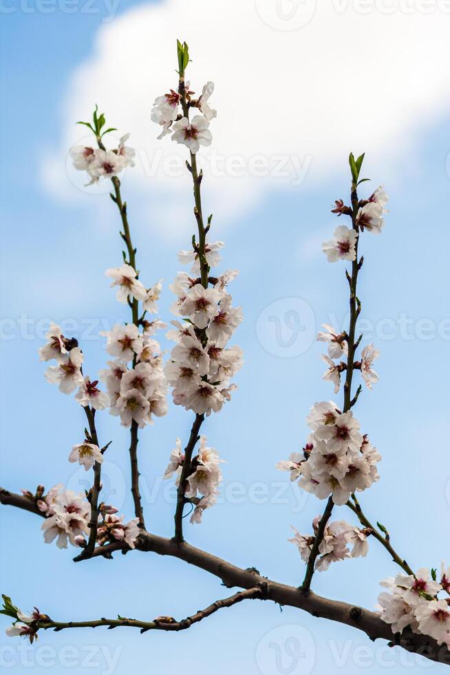 Branches of a tree with white cherry blossoms against a blue sky with some clouds. photo