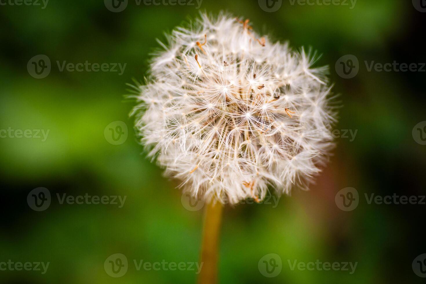 Close up of a dandelion seed head against a blurred green background, in a natural environment. photo