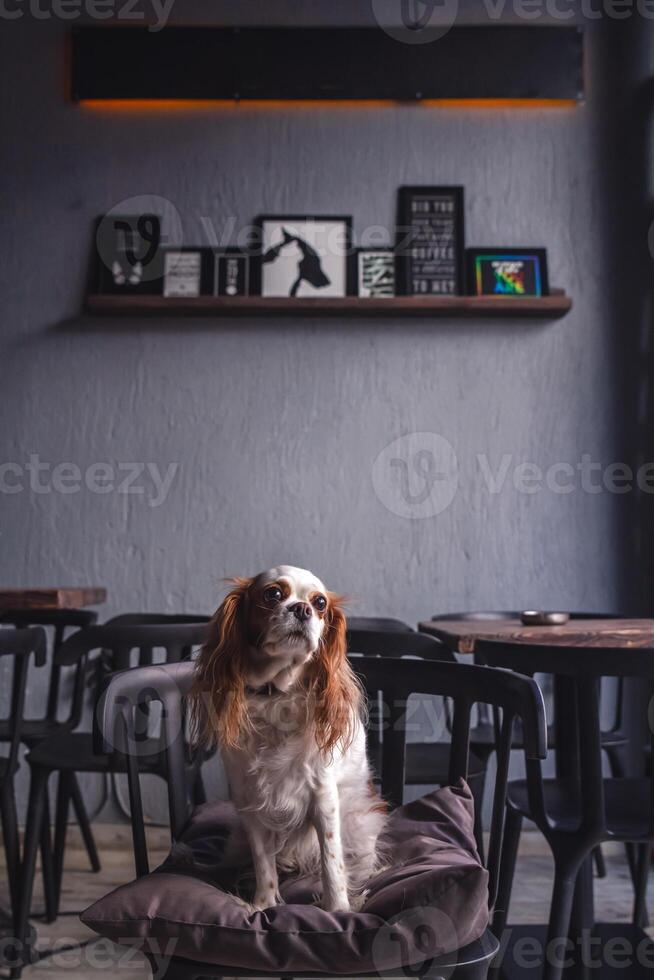 Cute Cavalier King Charles Spaniel Puppy in a Cozy Coffee House photo