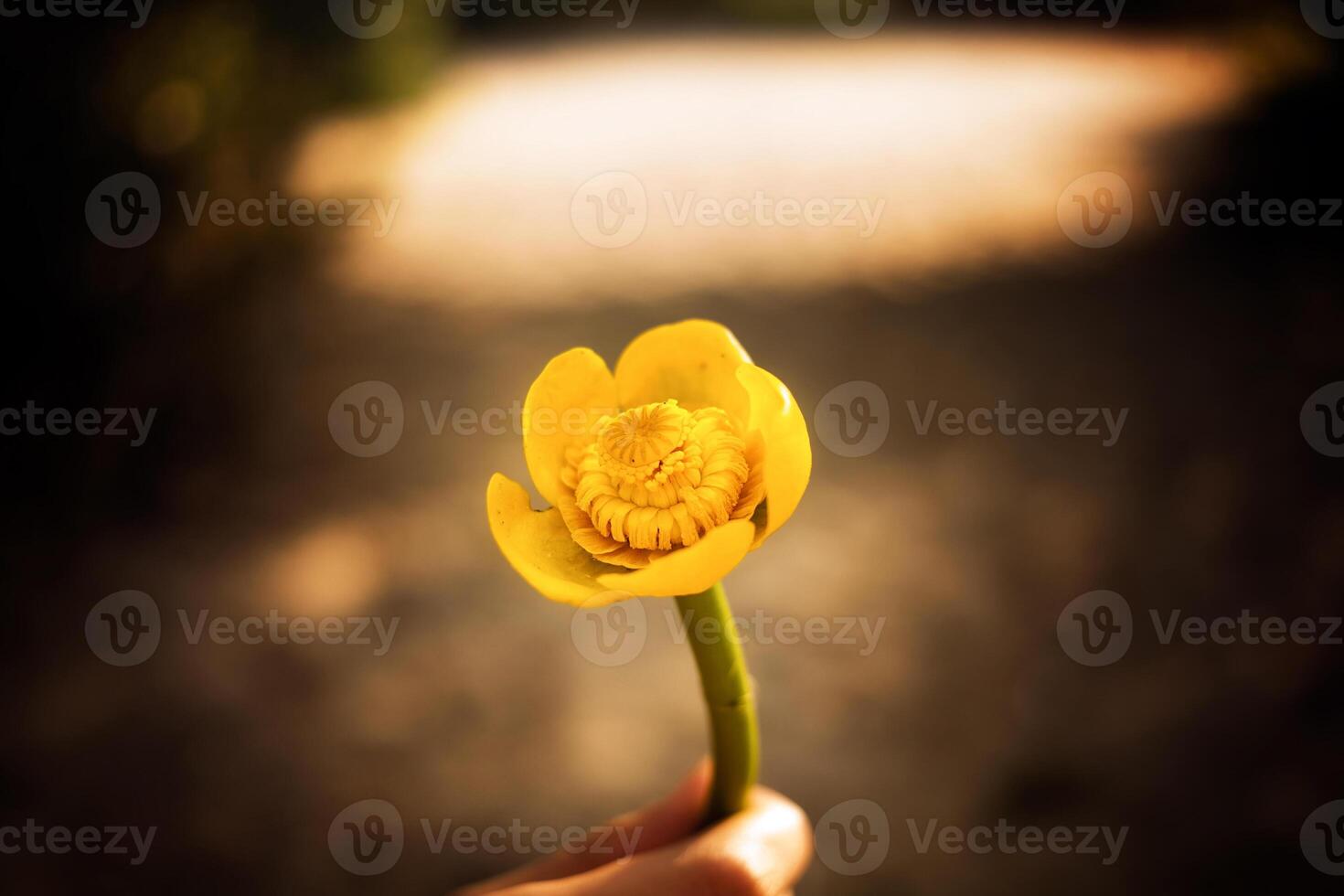 Beautiful flower in hand photo