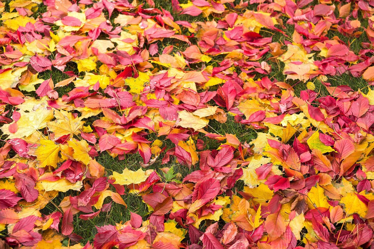 Wet colorful autumn foliage lying on the grass photo