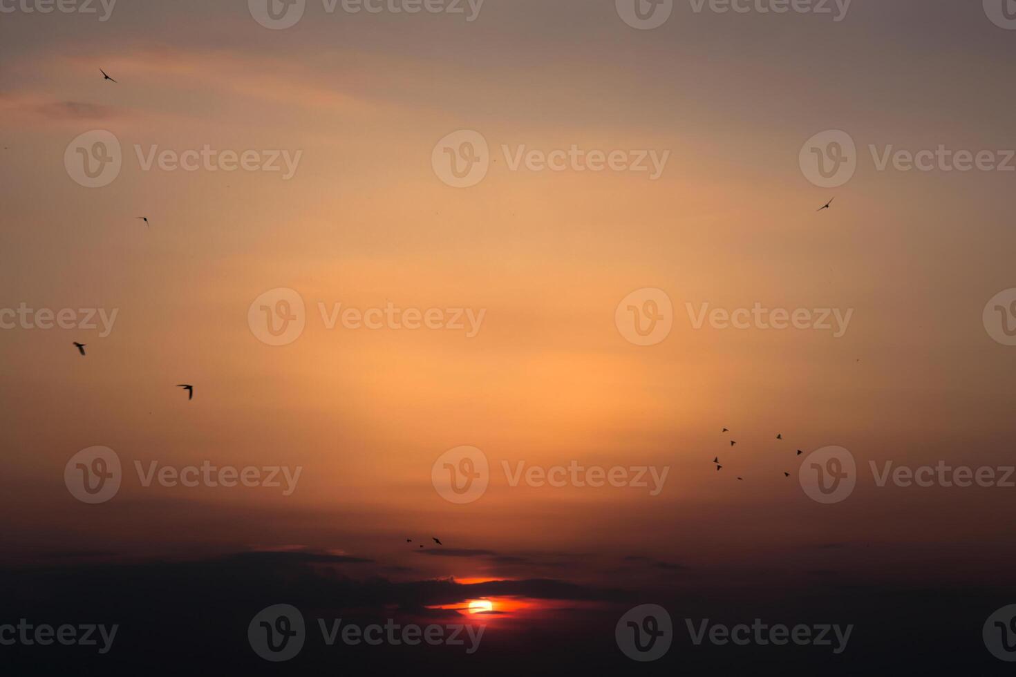 Beautiful sunset, birds, sky photo