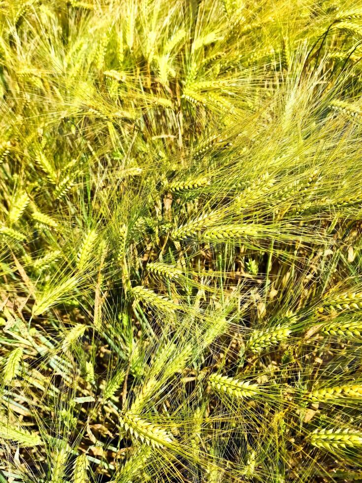 View of a ripe wheat field in sunny warmth in summer photo