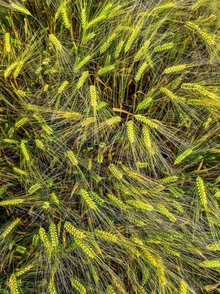 View of a ripe wheat field in sunny warmth in summer photo