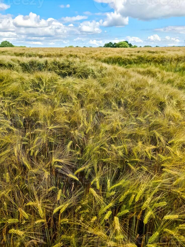 View of a ripe wheat field in sunny warmth in summer photo