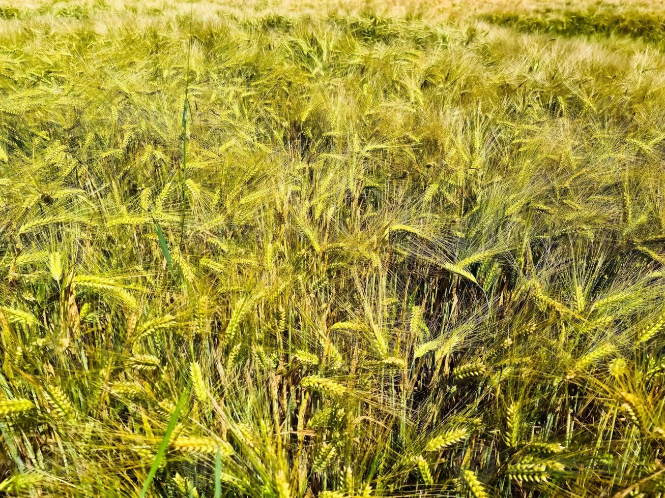 View of a ripe wheat field in sunny warmth in summer photo