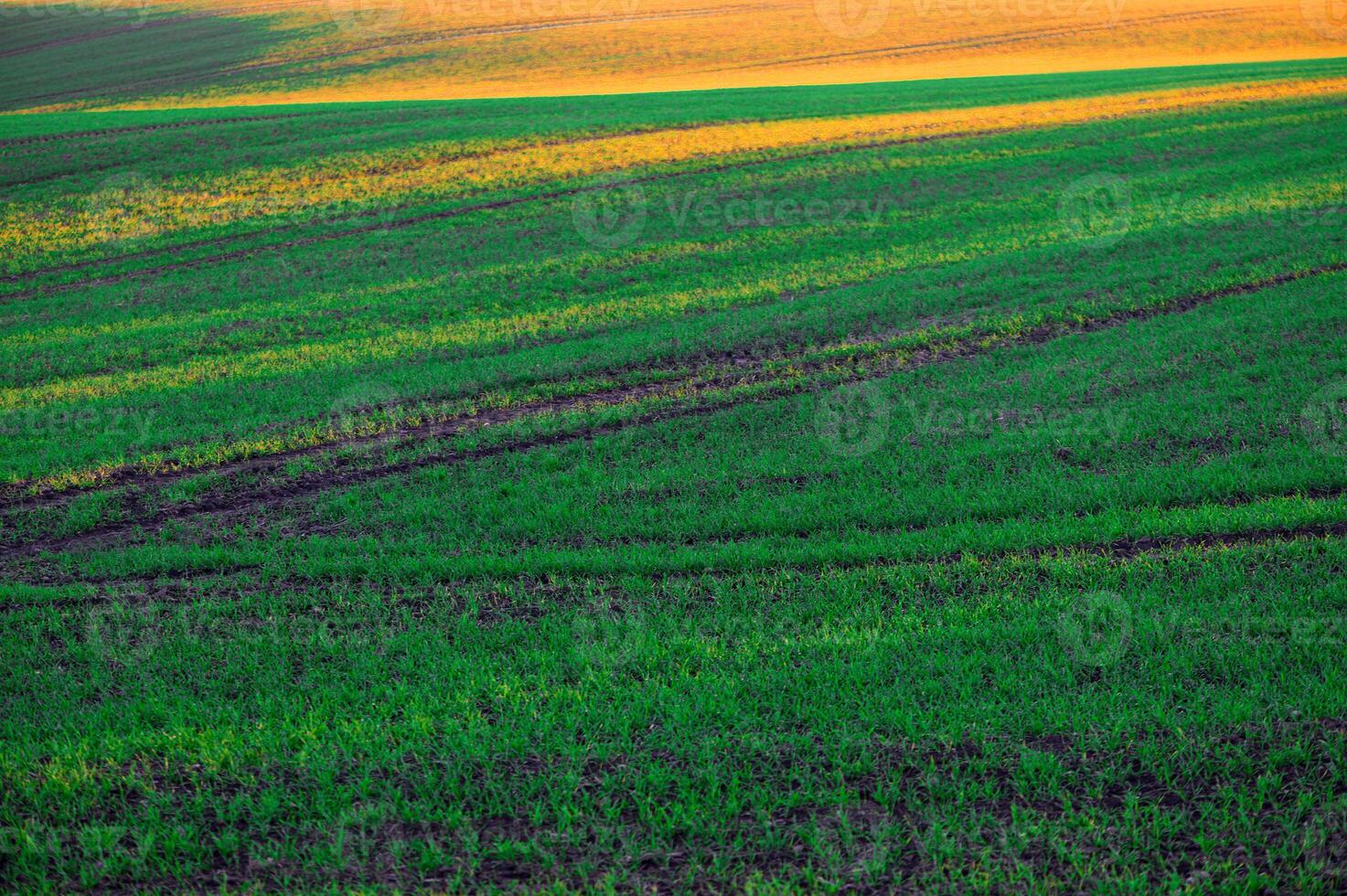 Yellow sunlight lines on green field, abstract clean countryside background photo