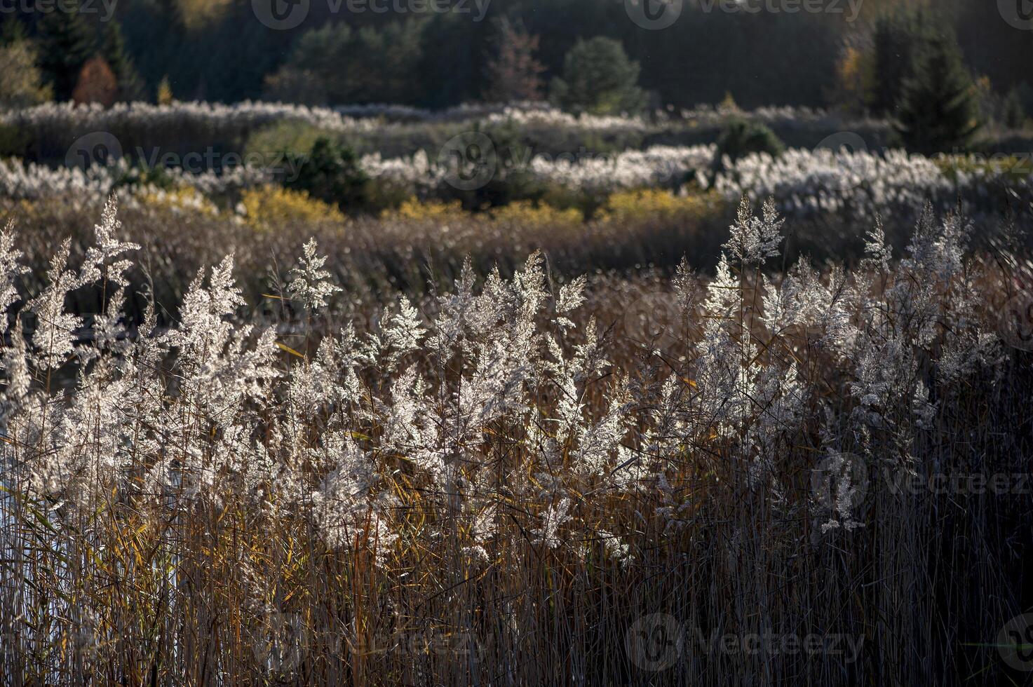 Dry reed on the lake, reed layer, reed seeds. Golden reed grass in the fall in the sun. Abstract natural background. Beautiful pattern with neutral colors. Minimal, stylish, trend concept photo