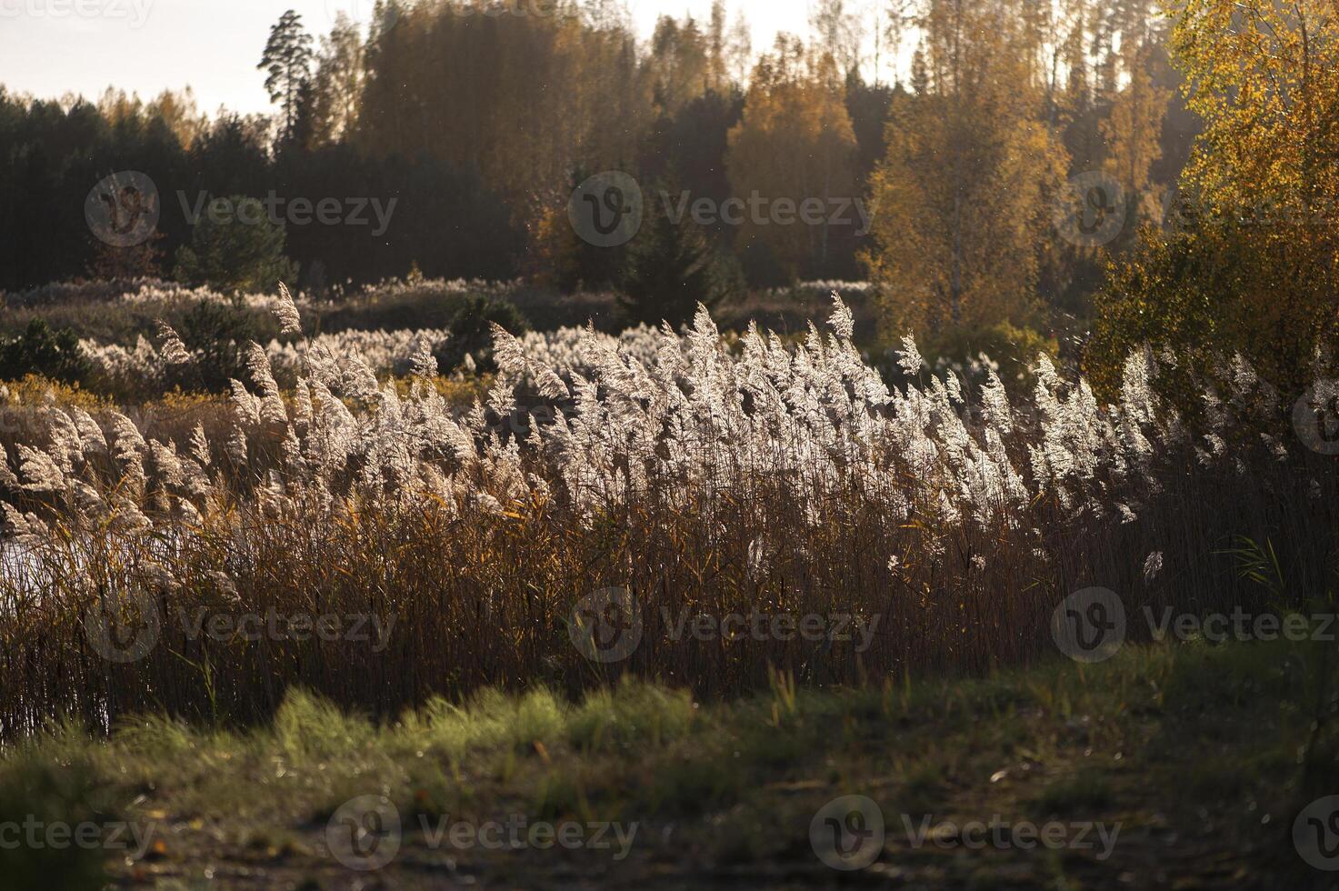 Dry reed on the lake, reed layer, reed seeds. Golden reed grass in the fall in the sun. Abstract natural background. Beautiful pattern with neutral colors. Minimal, stylish, trend concept photo