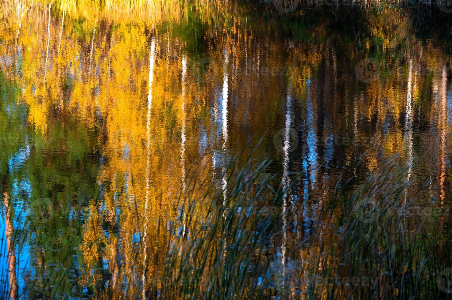 abstract colorful autumn background with reflections of grass and trees in lake water photo