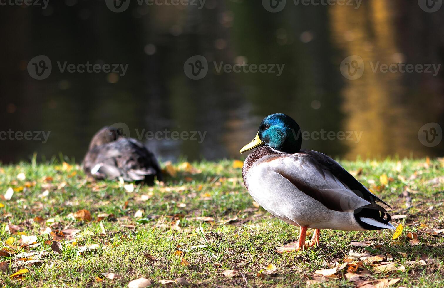 Two ducks male and female resting near a lake photo