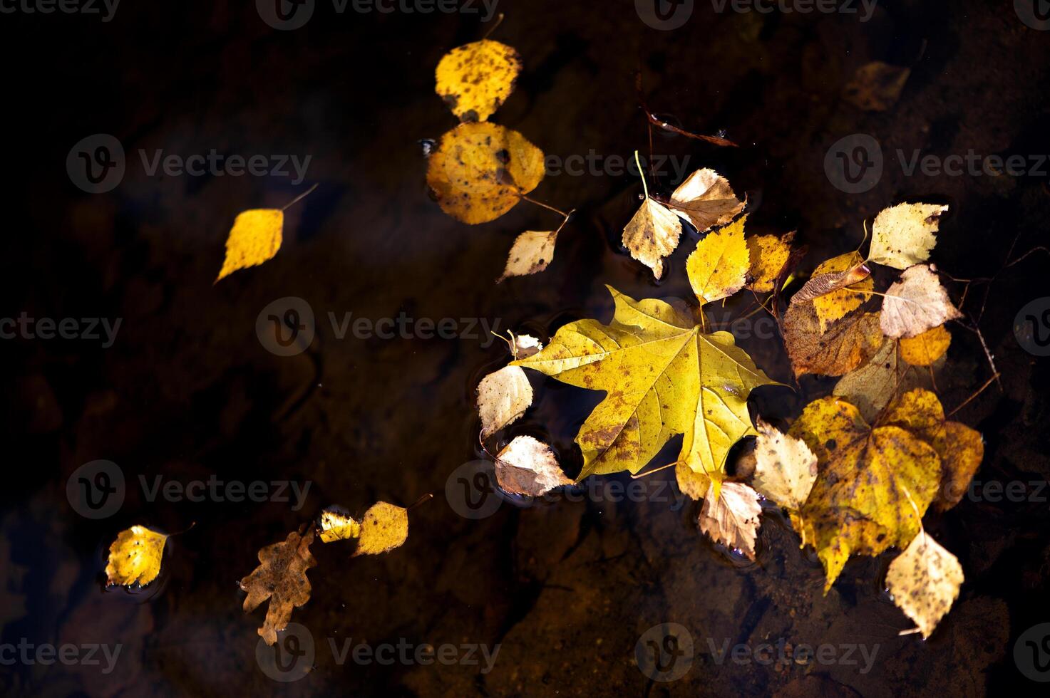 Orange-yellow autumn leaves float in the dark water in close-up. Colorful natural autumn background photo