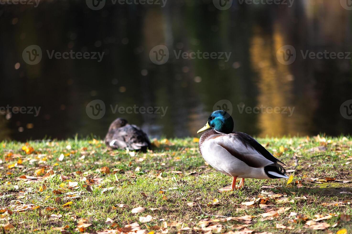 Two ducks male and female resting near a lake photo