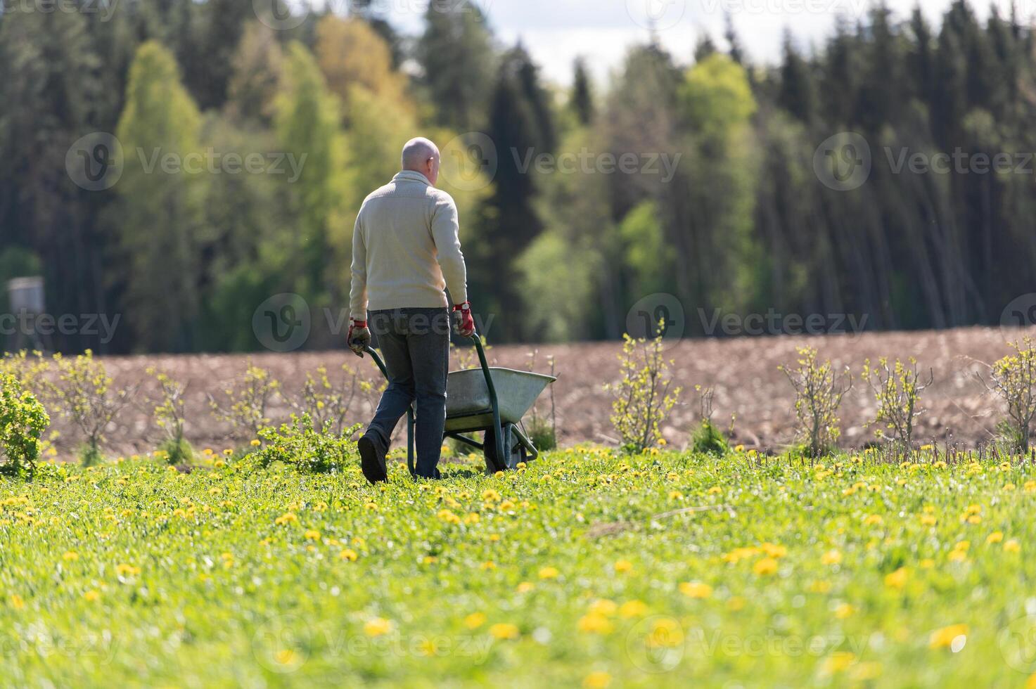 Middle -aged male farmer pushing wheelbarrow in the field photo